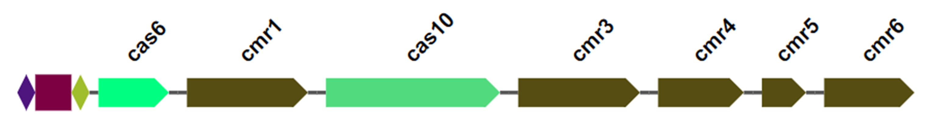 Варианты CRISPR-Cas систем в хромосоме Cl. Botulinum