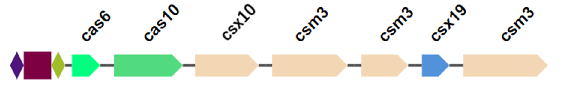 Варианты CRISPR-Cas систем в хромосоме Cl. Botulinum