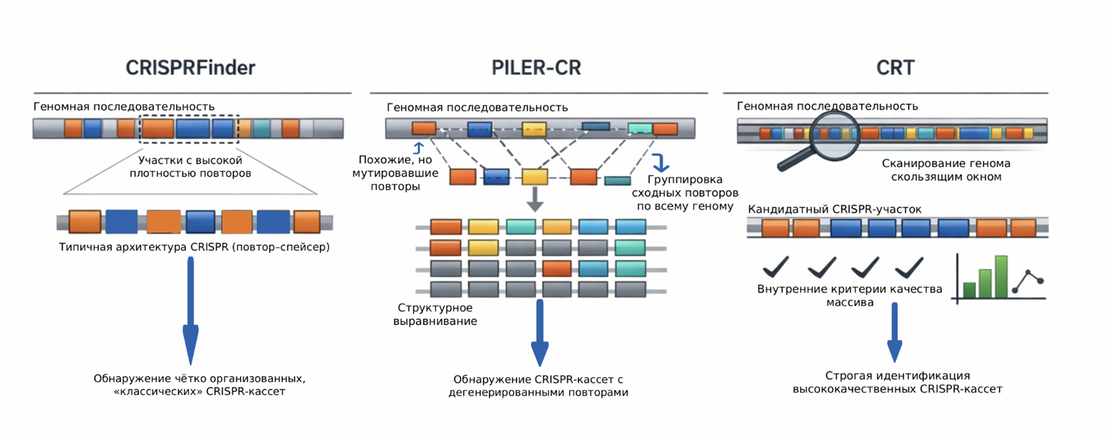 Варианты CRISPR-Cas систем в хромосоме Cl. Botulinum
