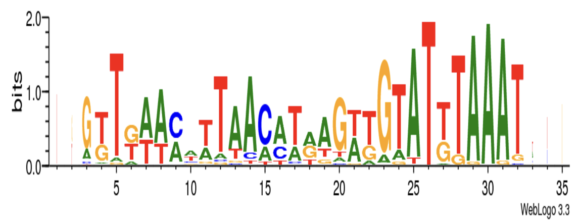 Консенсусная лого-последовательность, полученная в результате выравнивания CRISPR-повторов суперкласса А семейства 7