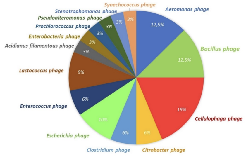 Идентифицированные через протоспейсеры фаги, хозяевами которых являются данные виды бактерий