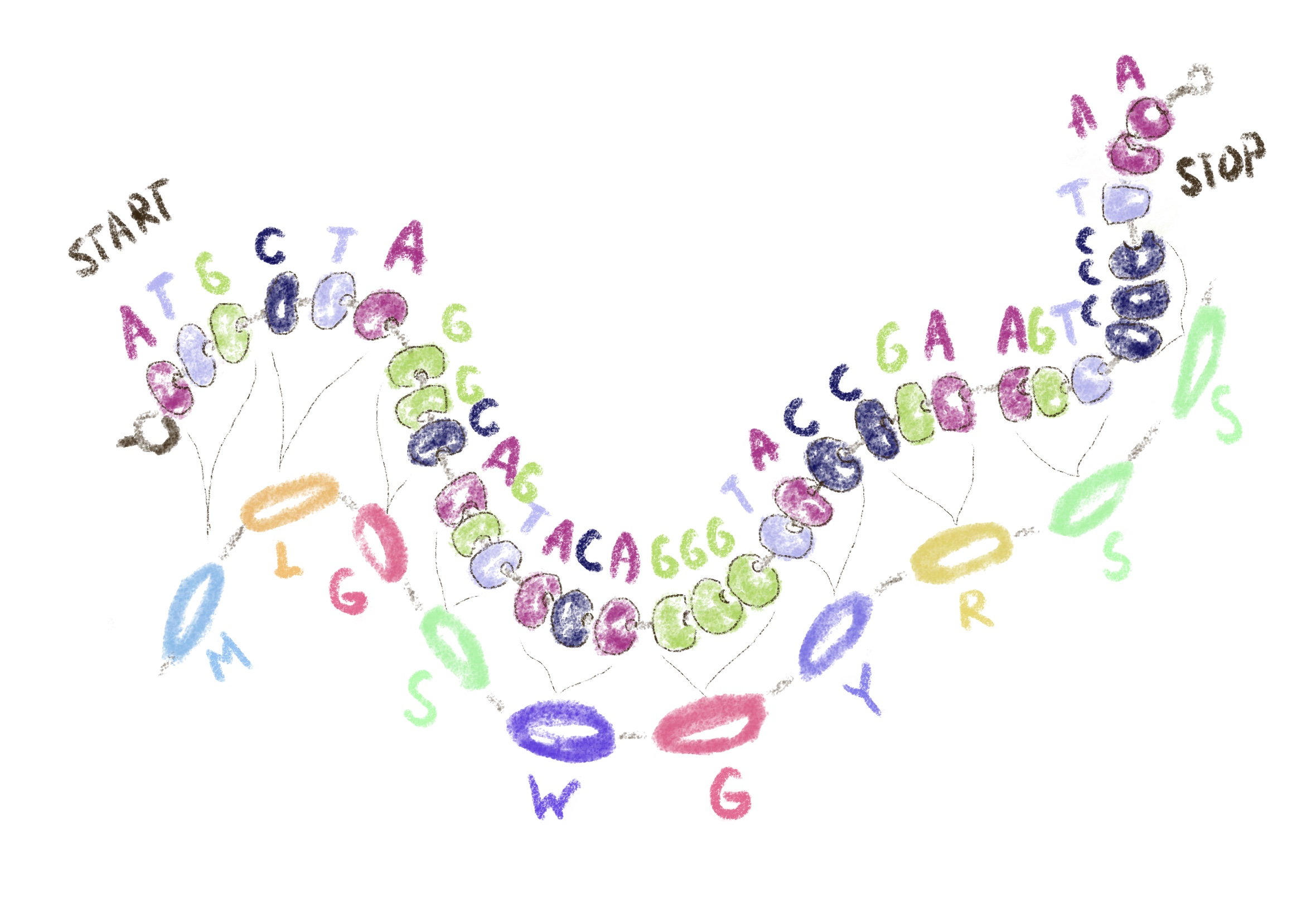 Гены состоят из нуклеотидо