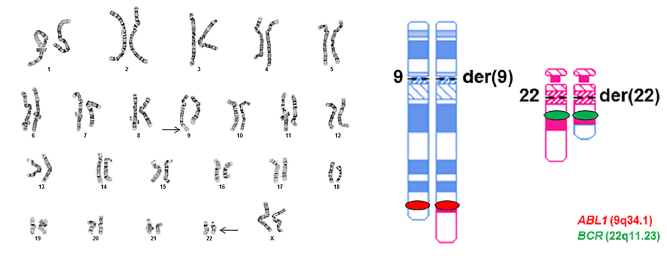 Бабочка Сова