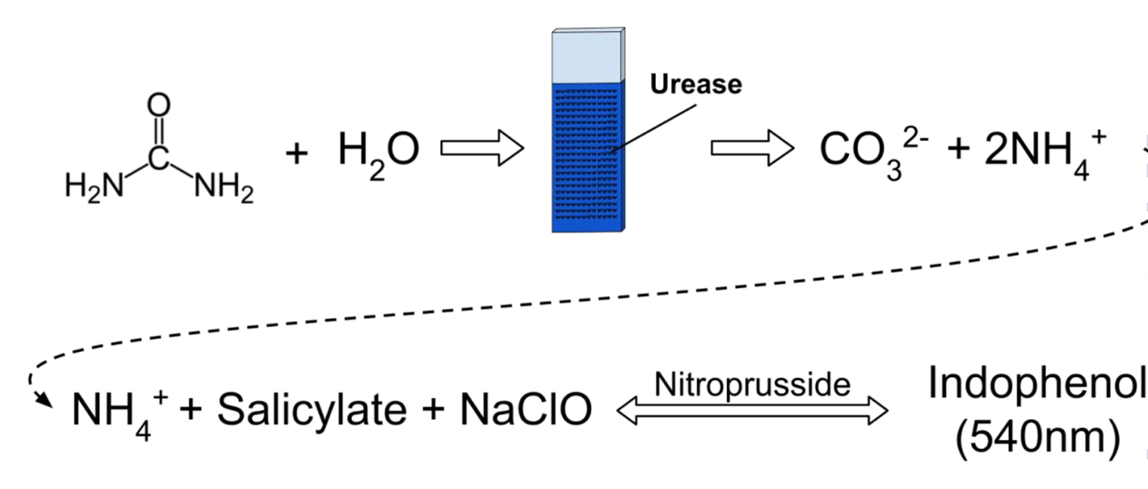 Схема ферментативного гидролиза мочевины уреазой