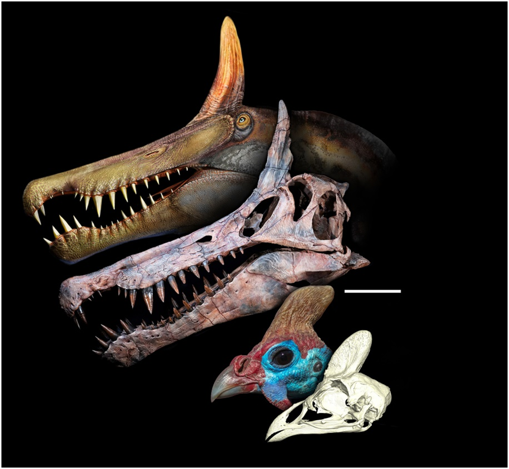 Костяные гребни вымерших динозавров и живущих ныне птиц