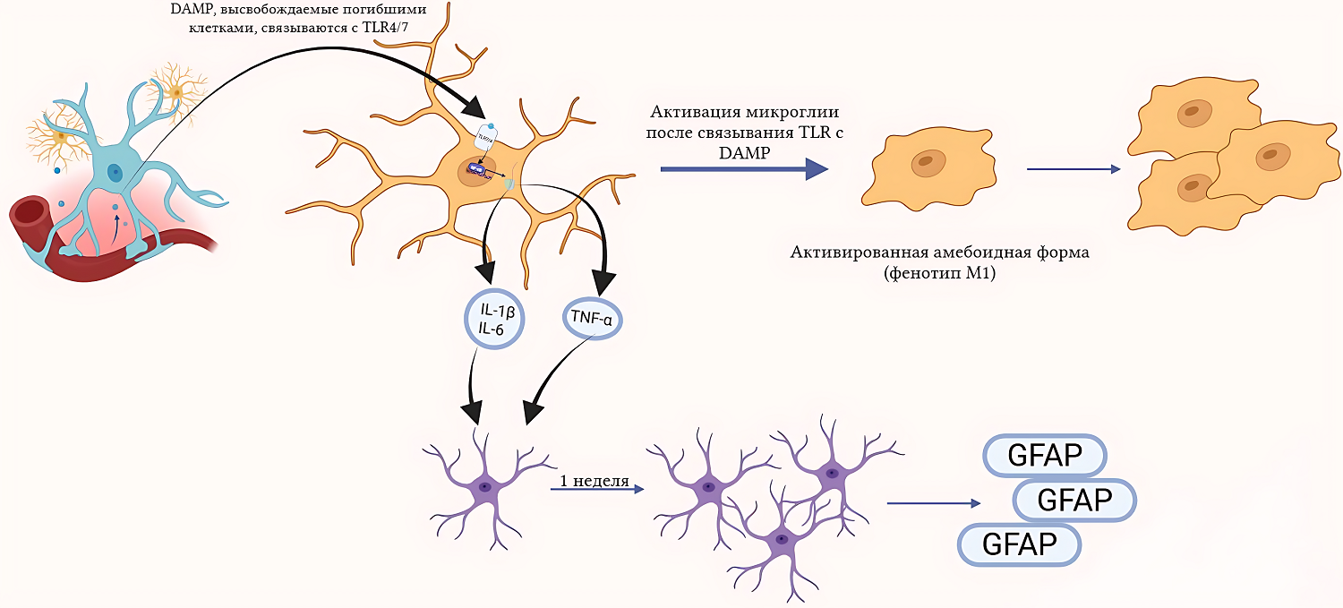 Активация микроглии через DAMP