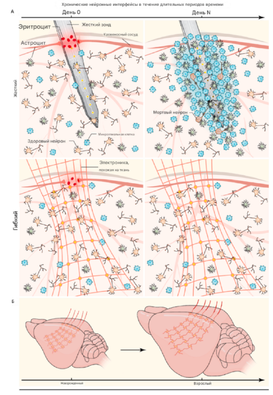 Гибкая электроника взаимодействует с нейронной активностью в различных временных масштабах