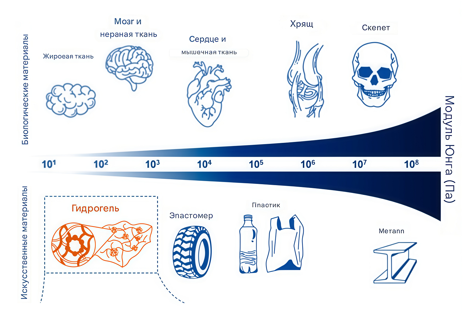 Разные значения модуля упругости у биологических тканей и искусственных материалов