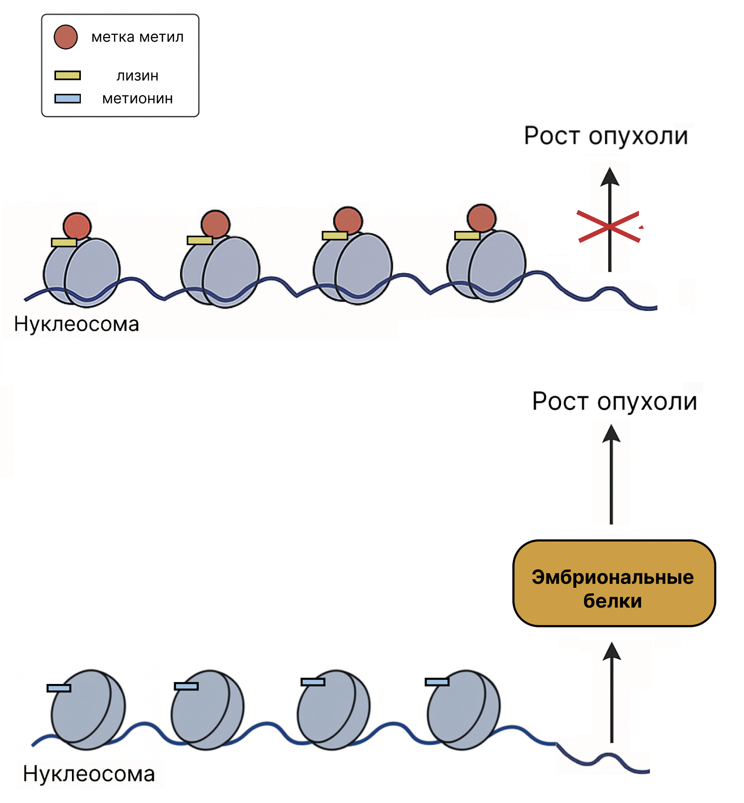 В норме к лизину в гистоне H3 присоединяется метильная метка