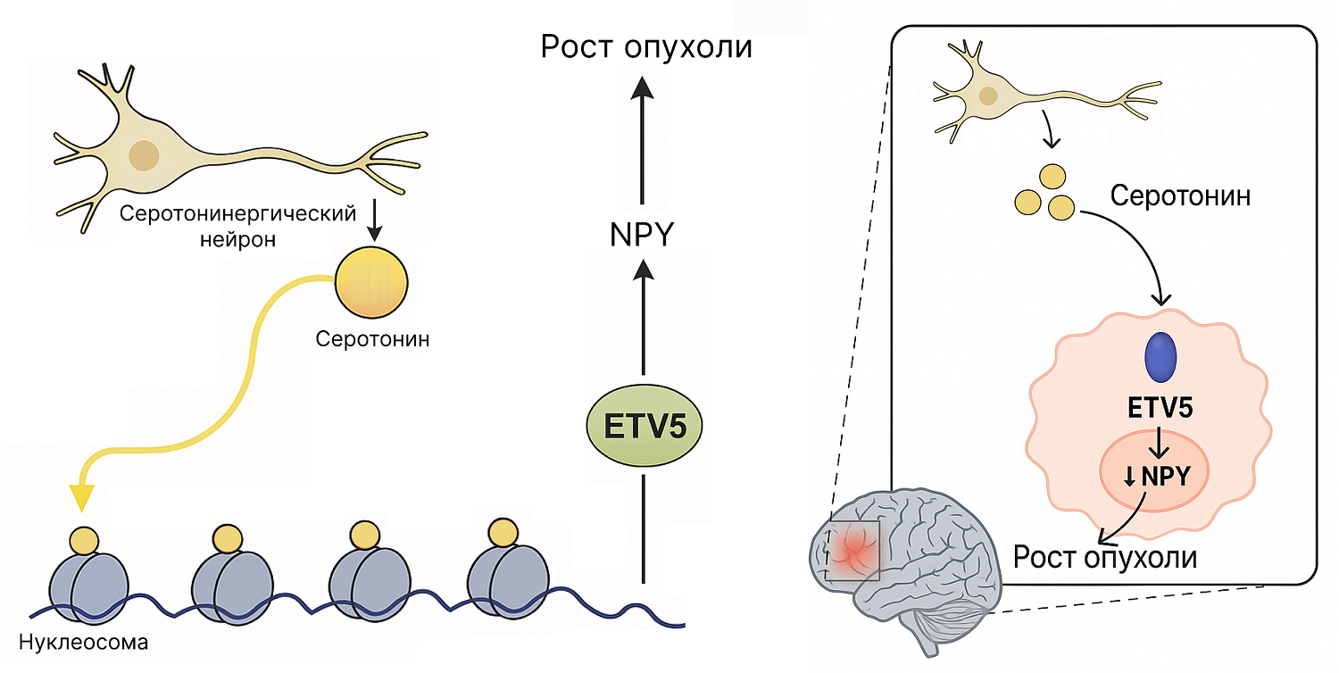Серотонинергические нейроны посылают сигналы в область опухоли
