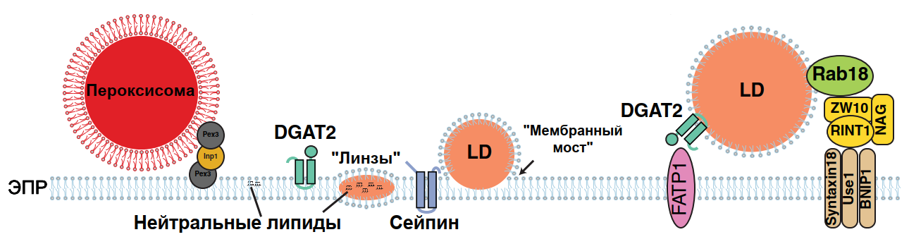 Мембранные контакты между эндоплазматическим ретикулумом (ЭПР) и органеллами-производными ЭПР