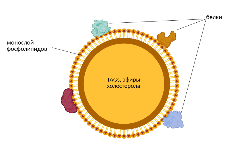 Структура липидных капель