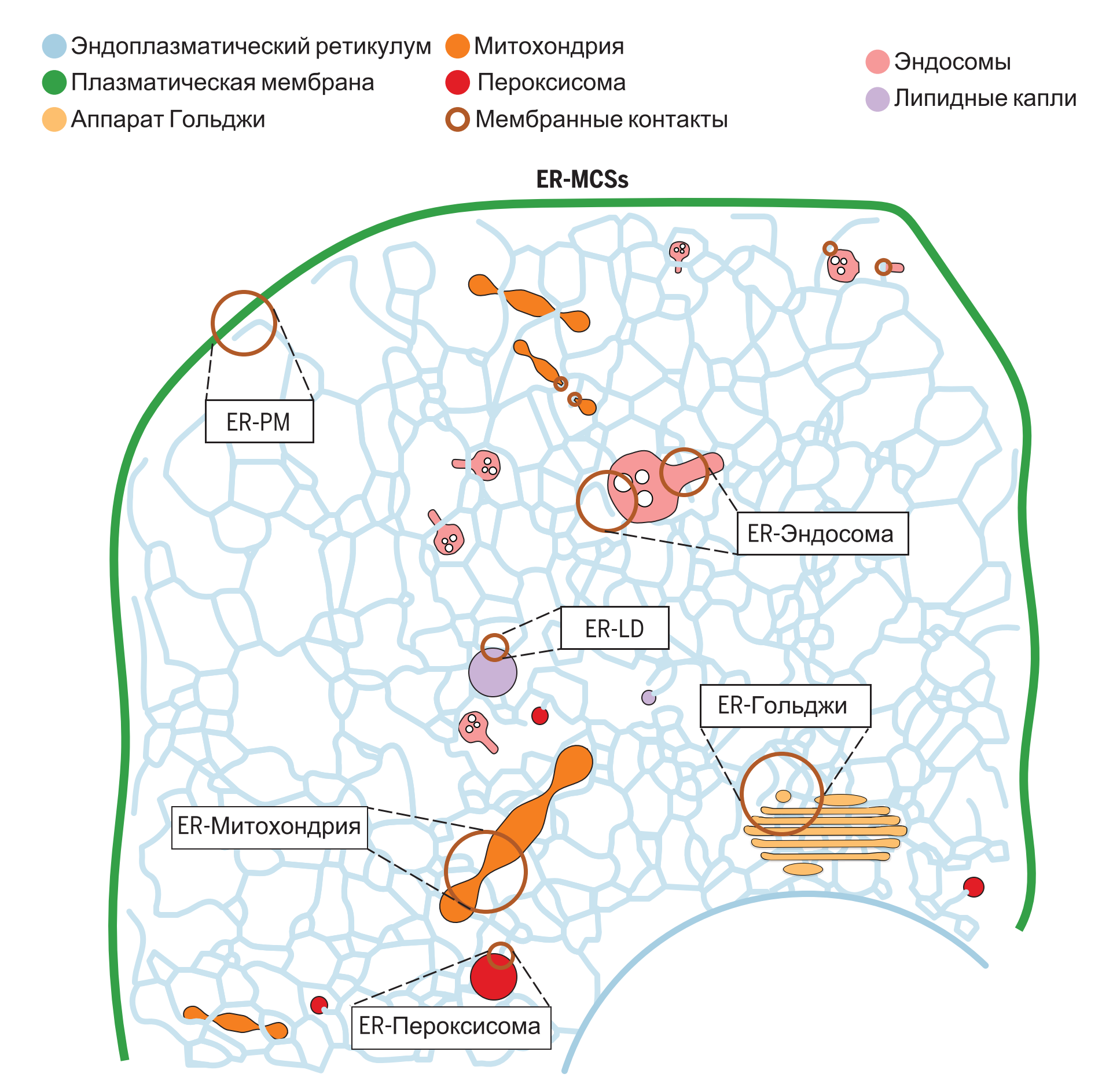 Разнообразие ЭПР-опосредованных контактов