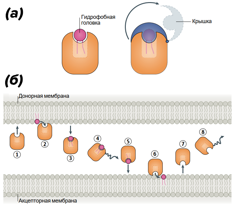 Организация белков-«челноков» и перенос липидов между мембранами