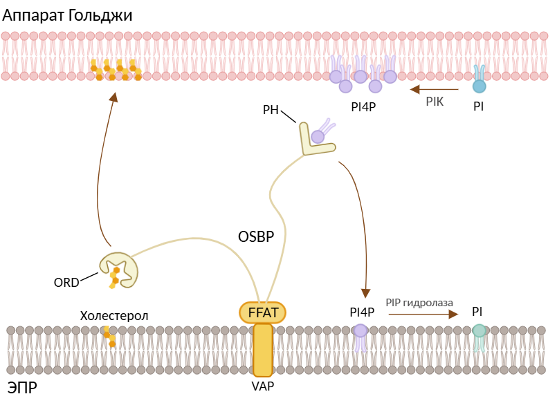 Транспорт холестерола от аппарата Гольджи к мембране ЭПР с помощью белка OSBP