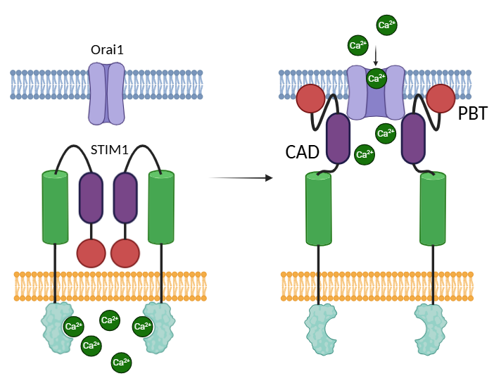 Молекулярный механизм пополнения пула ионов кальция в эндоплазматическом ретикулуме