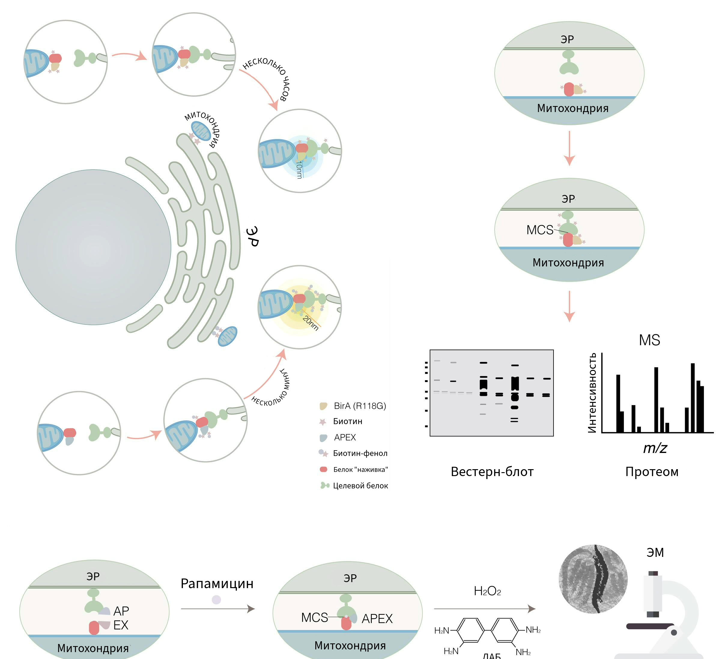 Методы, использующие биотинилирование как основной метод для изучения мембранных контактов