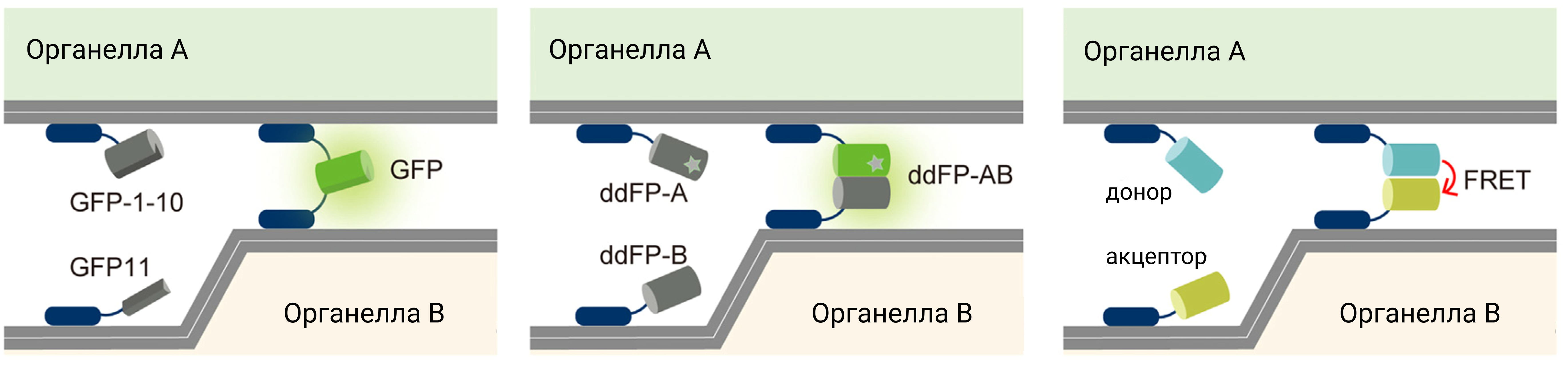 Применение репортёров, зависимых от расстояния, для визуализации мембранных контактов