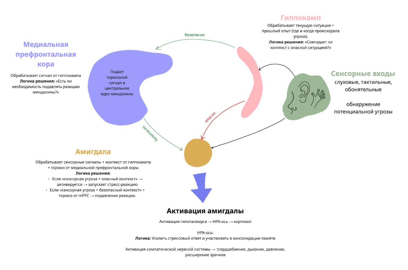 Схема взаимодействия миндалины, гиппокампа и префронтальной коры при обработке угроз