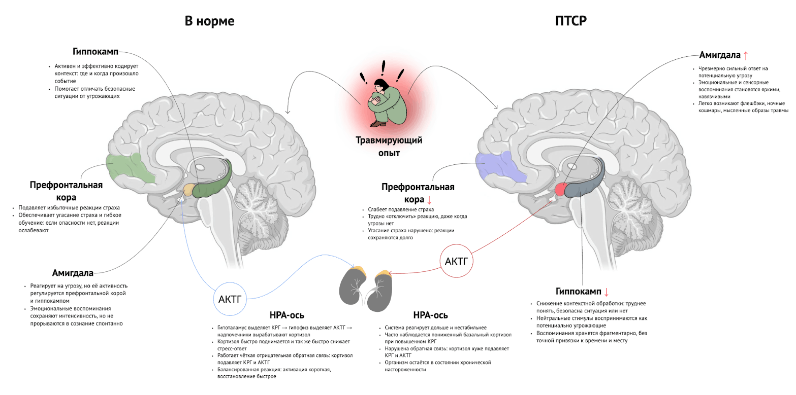 Нейронные и нейроэндокринные механизмы обработки травматического опыта в норме и при посттравматическом стрессовом расстройстве (ПТСР)