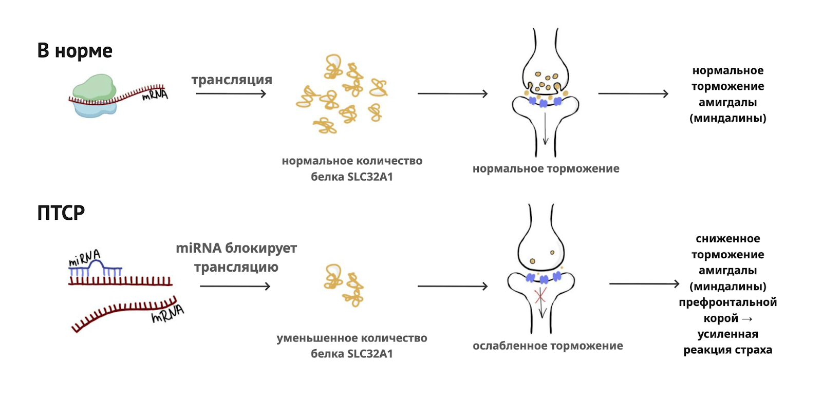 Схема процесса синтеза белка (трансляции) без участия микроРНК при синтезе SLC32A1 (в норме), и при участии микроРНК hsa‑miR‑589, что приводит к снижению его уровня
