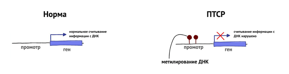 Схема процессов синтеза иРНК (транскрипции) без метильной группы (слева) и при наличии метильной метки (справа)