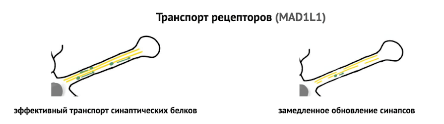Схематическое изображение роли микротрубочек в транспорте рецепторов и белков к синапсам и влияния нарушений экспрессии MAD1L1 на обновление синаптических структур и нейрональную пластичность