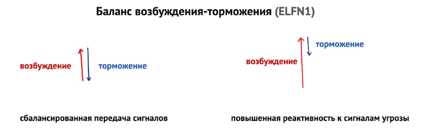 Нарушение транс-синаптического взаимодействия между ГАМК-ергическими интернейронами и возбуждающими нейронами при дисрегуляции ELFN1 и ослаблении mGluR7-зависимой модуляции синаптической передачи