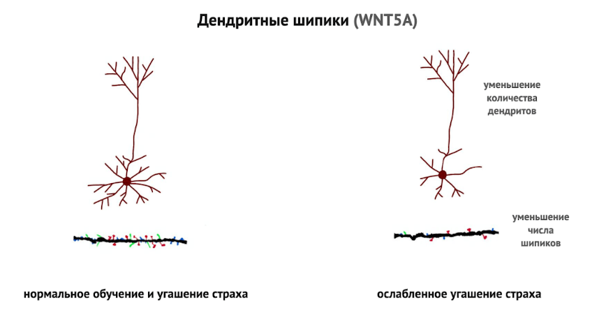 Снижение плотности дендритных шипиков и нарушение синаптической пластичности при снижении активности сигнального пути WNT5A