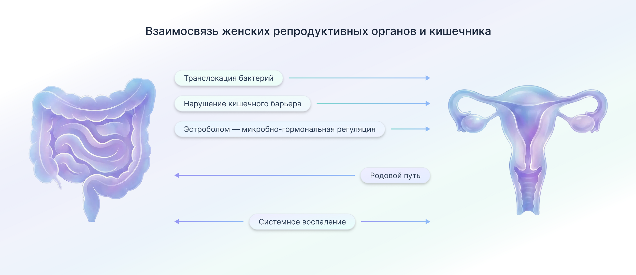 Основные механизмы взаимодействия между кишечником и женской репродуктивной системой