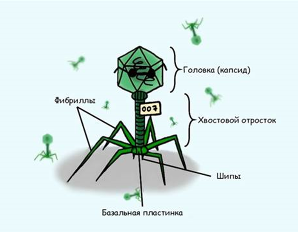 Общее строение бактериофага