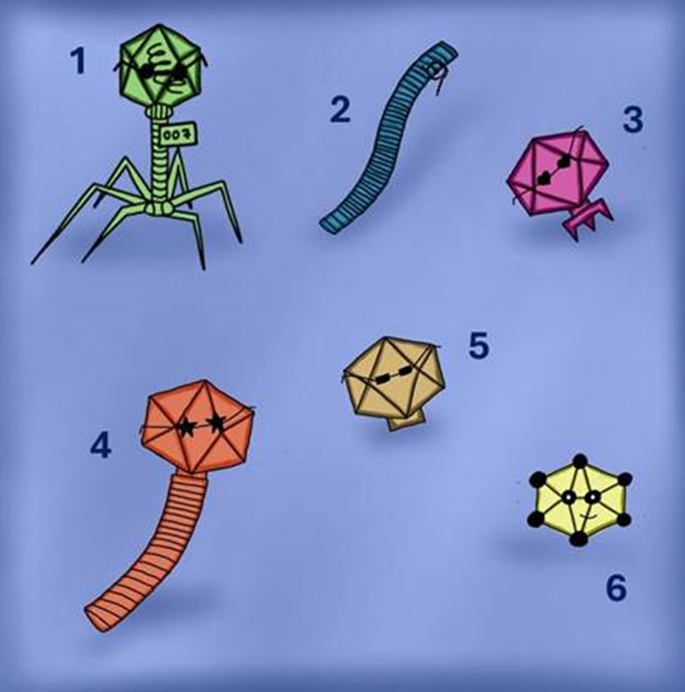 Разнообразие капсидов