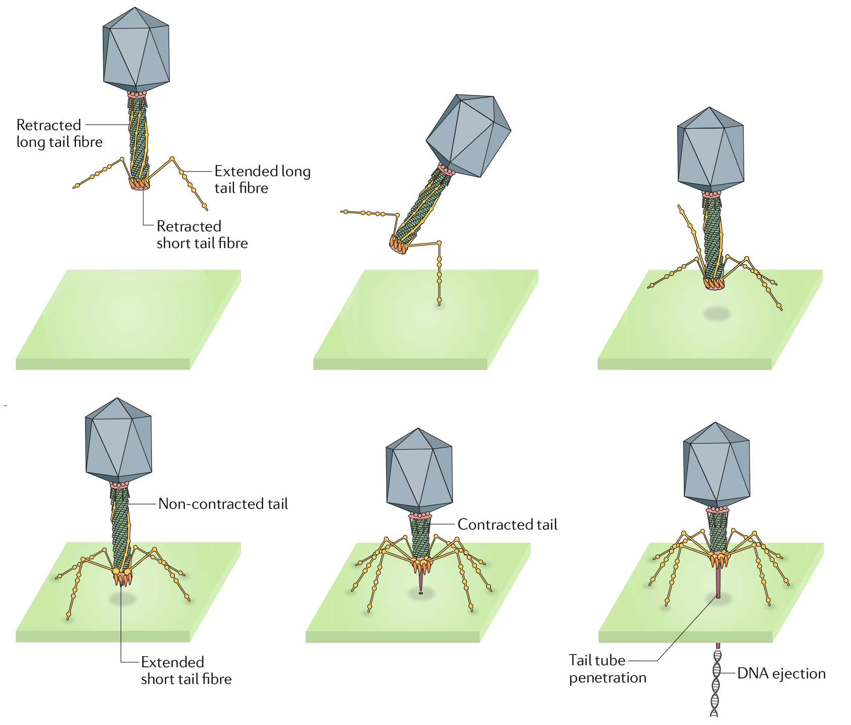 Модель адсорбции фага Т4 на поверхности хозяина