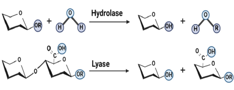 Механизмы действия деполимеразы