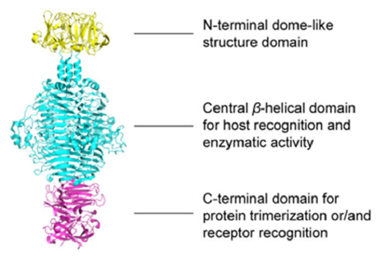Доменная организация деполимеразы 