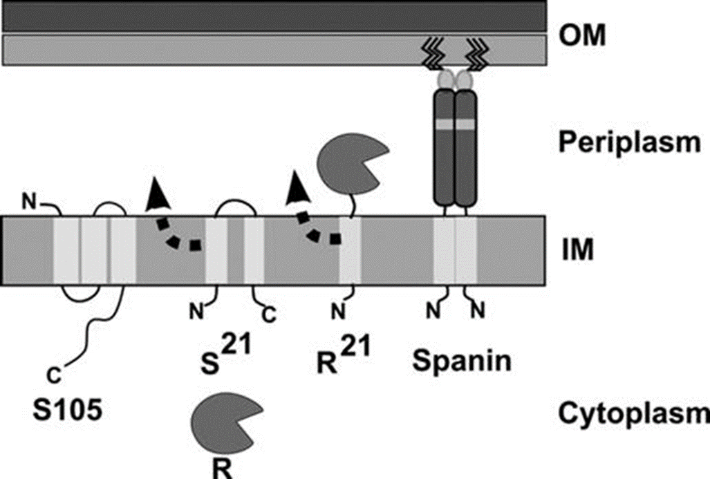 Топология и локализация спанинов