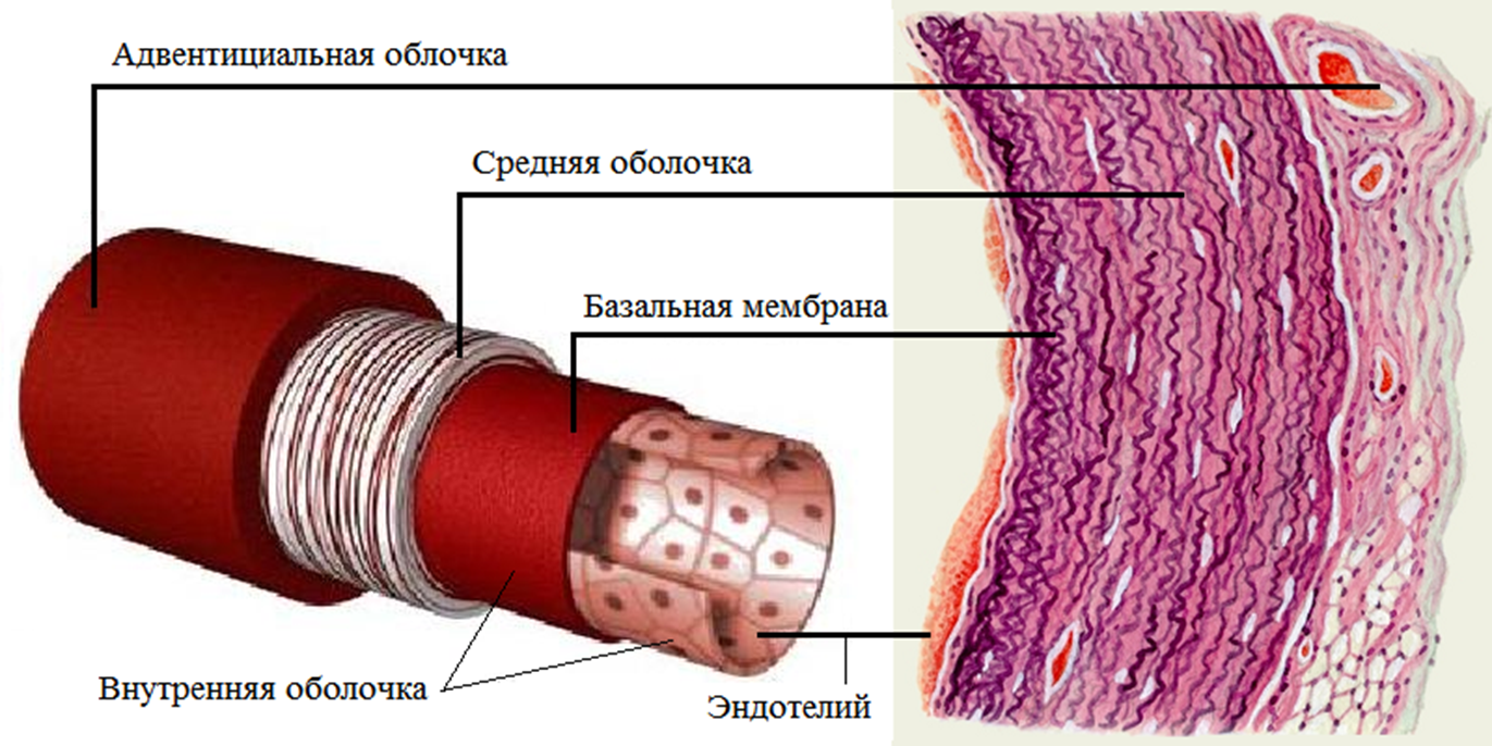 Строение стенки аорты