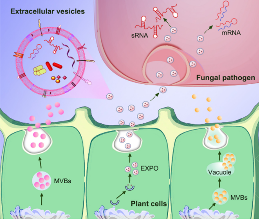 Иллюстрация из книги
