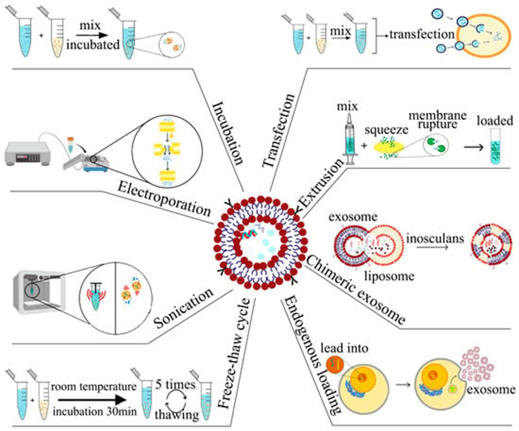 Стратегии для загрузки экзосом лекарствами