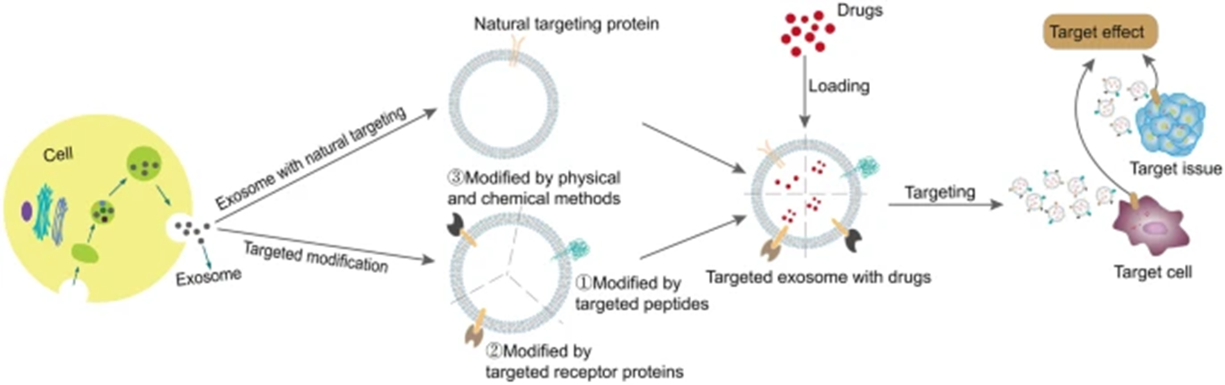 Стратегии таргетирования терапевтических экзосом