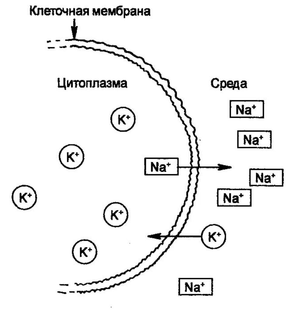 Транспорт ионов через мембрану (натрий-калиевый насос)