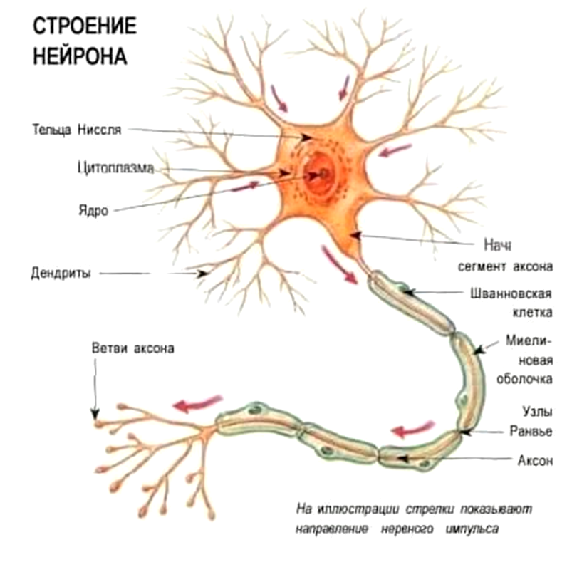 Строение нейрона