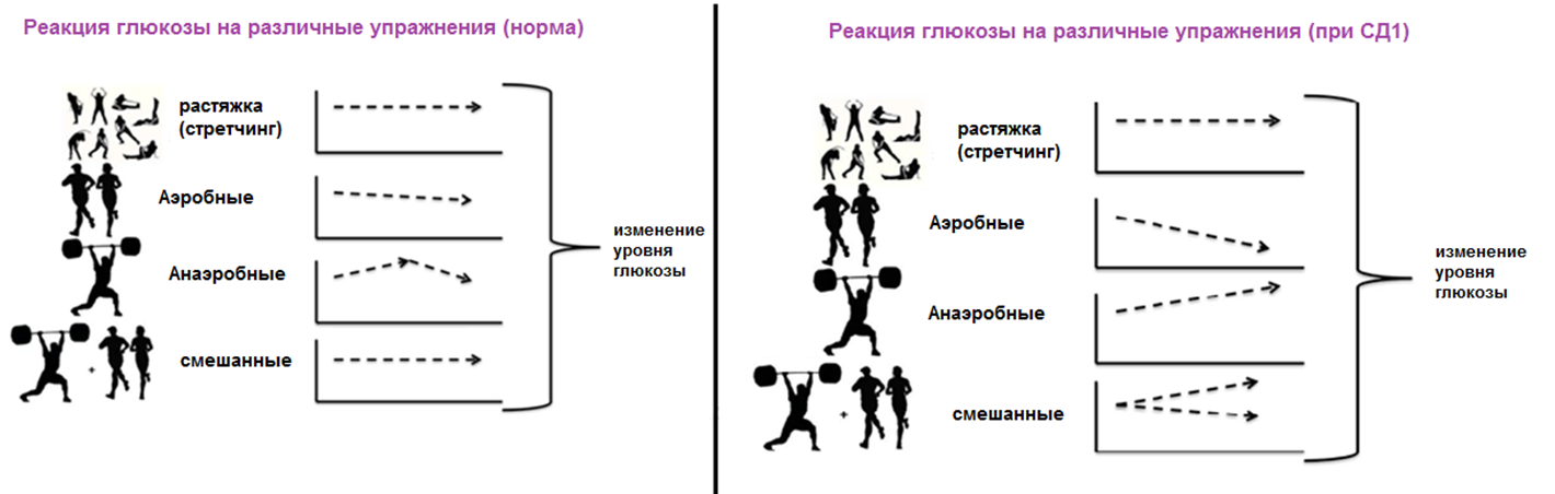 Реакция глюкозы при физических упражнениях