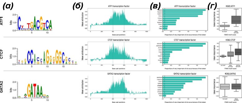 Выявление ДНК-мотивов транскрипционных факторов (ТФ) с помощью GENA-LM