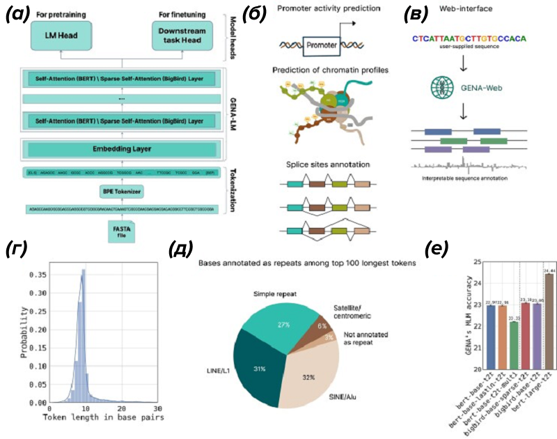 Архитектура и задачи GENA-LM