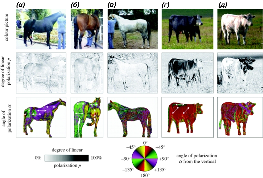 Характеристики отражения и поляризации света