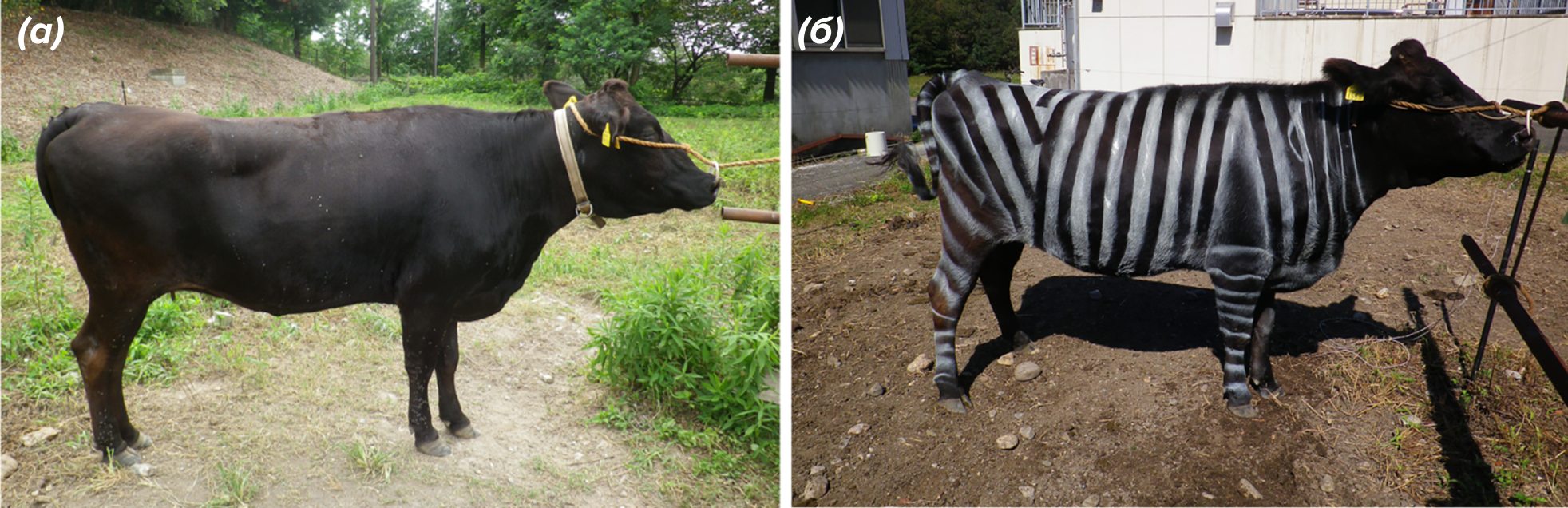 Примеры подопытных коров с нарисованными полосами и без них