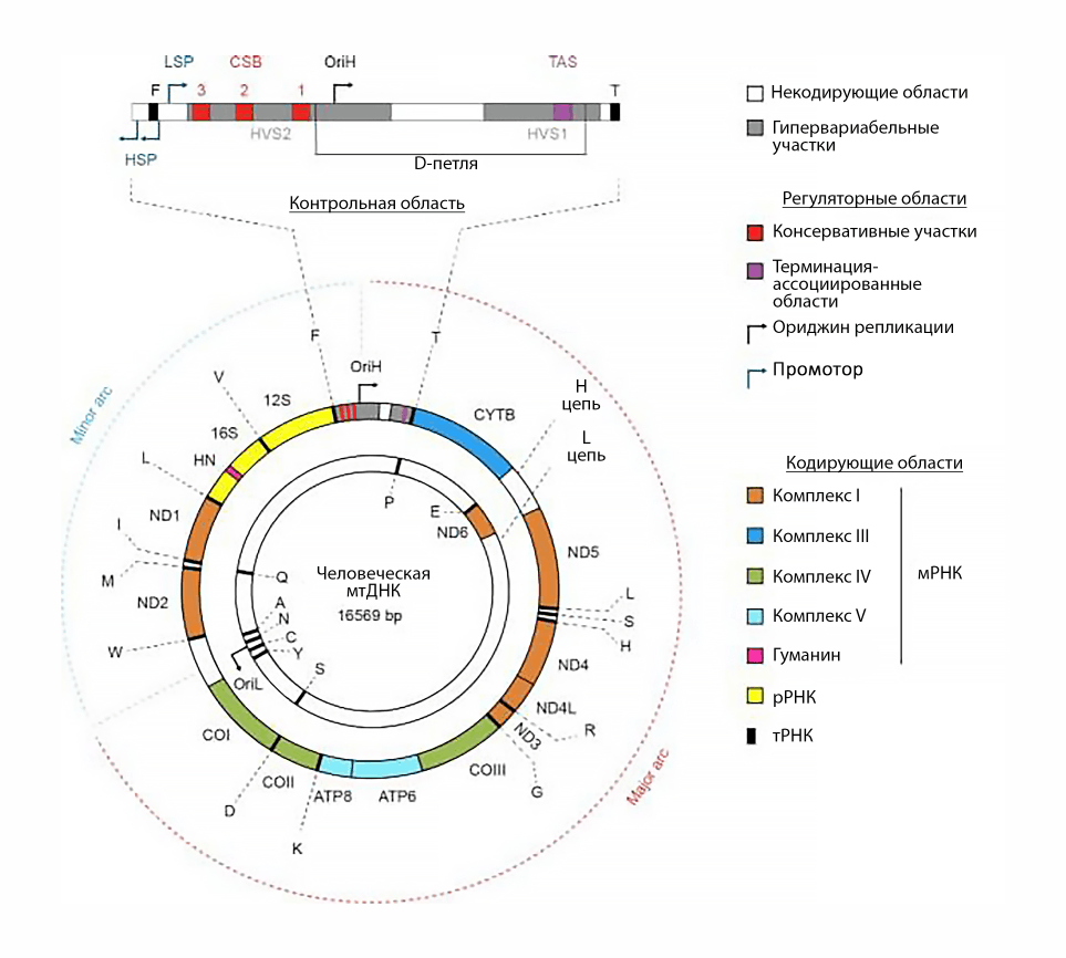Структура мтДНК человека, показаны 37 генов и регуляторные области