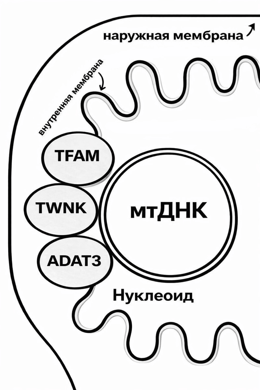Схематичное изображение пространственной организации нуклеоида по отношению к внутренней мембране с помощью мультибелкового комплекса