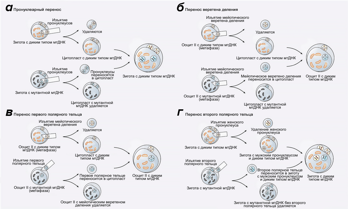 Методы митохондриального переноса